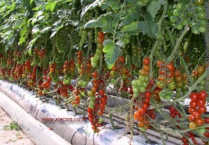 Выращивание томатов в Теплице 