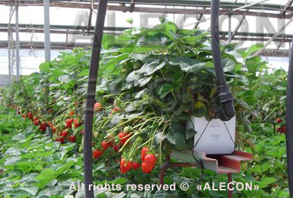Выращивание клубники в теплице по Израильской технологии