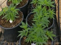 Выращивание медицинской марихуаны в Израиле