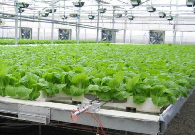 технология выращивания гидропоники марихуаны