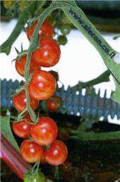 Выращивание помидоров шери в Израиле