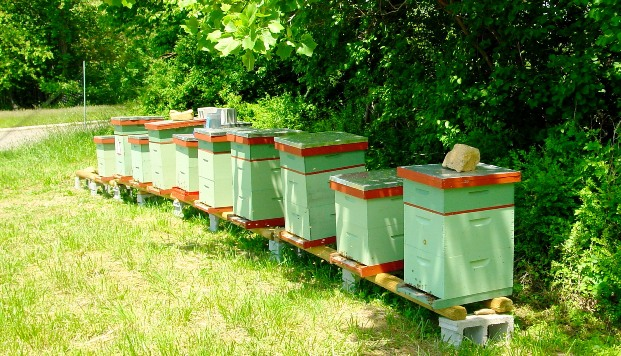 Пчелиные улья: описание, история, особенности