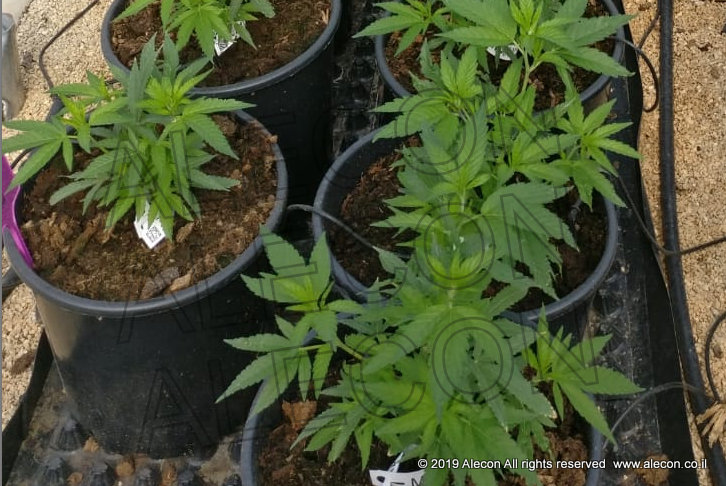 Желчегонные и марихуана семена для гидропоники почтой